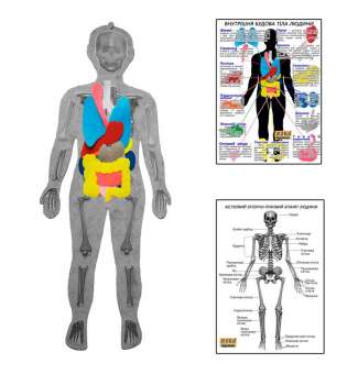 Скелет людини з органами HEGA