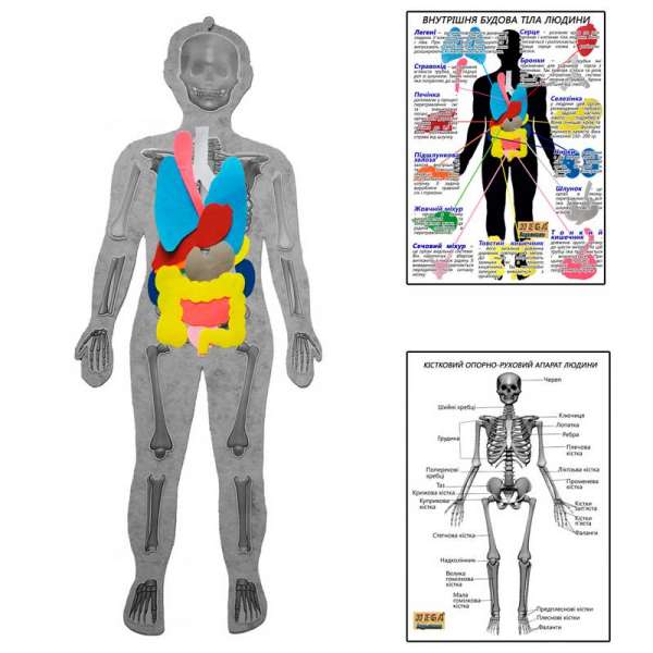 Скелет людини з органами HEGA