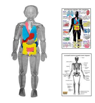Модель тіла людини розбіра з органами HEGA