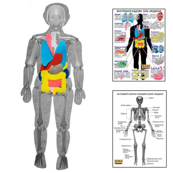 Модель тіла людини розбіра з органами HEGA