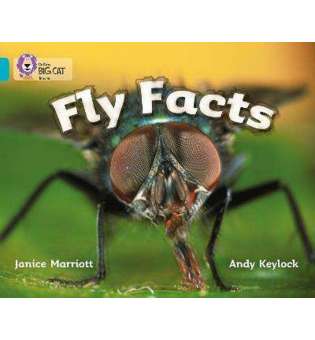  Big Cat 7 Fly Facts.