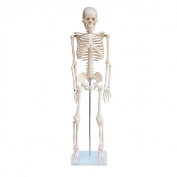 Скелет людини 85см