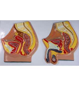 Барельєфна модель Чоловічі та жіночі статеві органи.