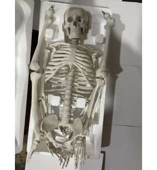 Скелет людини 45см