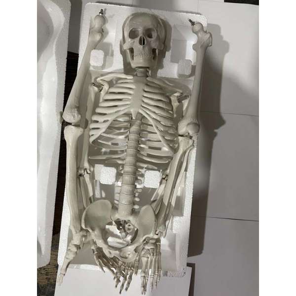 Скелет людини 45см