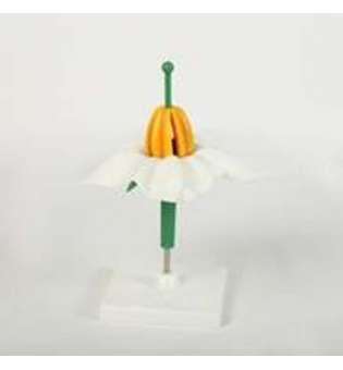 Картопля квітка біла модель