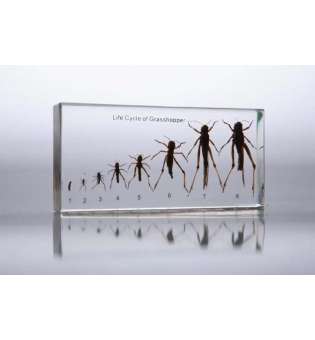 Макет комах з неповним перетворенням - Сарана (в прозорому пластику)