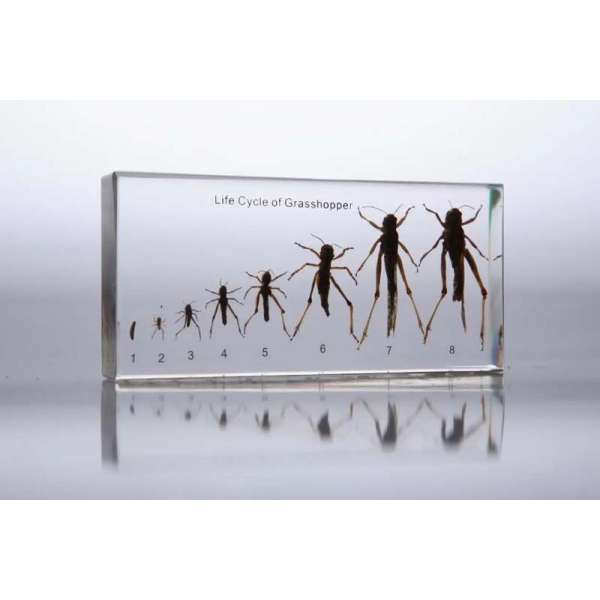 Макет комах з неповним перетворенням - Сарана (в прозорому пластику)