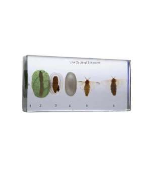 Макет комах з неповним перетворенням - Шовпопряд (в прозорому пластику)