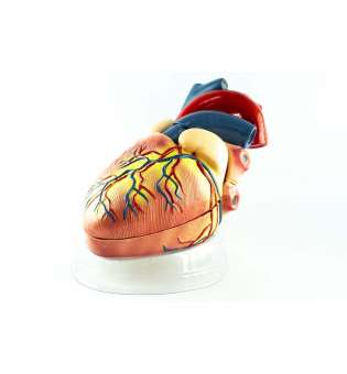 Модель Серце людини 32см