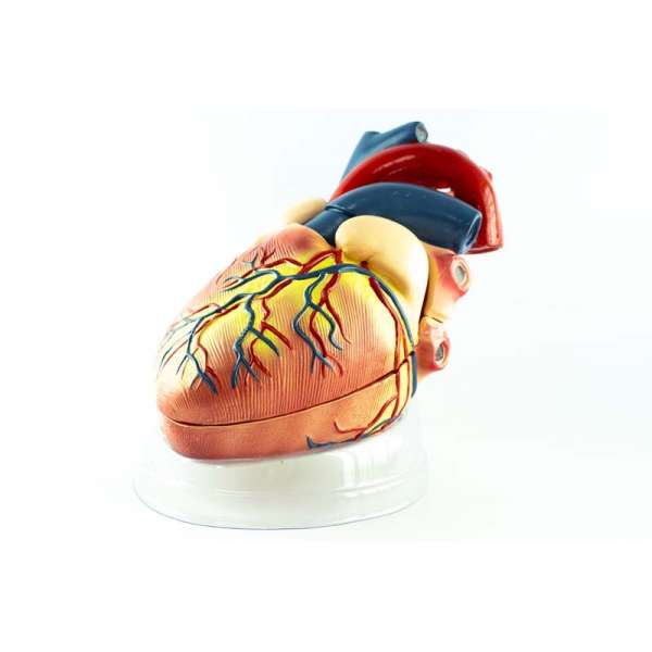 Модель Серце людини 32см