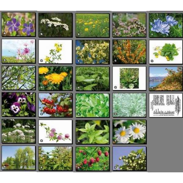 Лікарські рослини. Комплект фотоілюстрацій. Міні