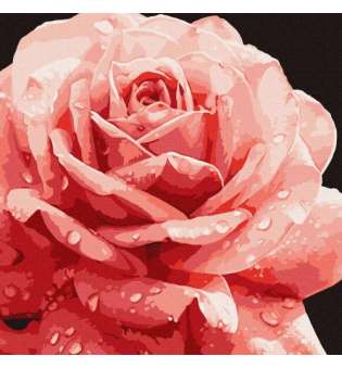 Картина за номерами "Досконала троянда"