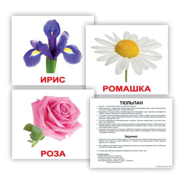 Карточки Домана с фактами. Цветы