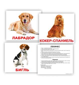 Карточки Домана с фактами. Породы собак