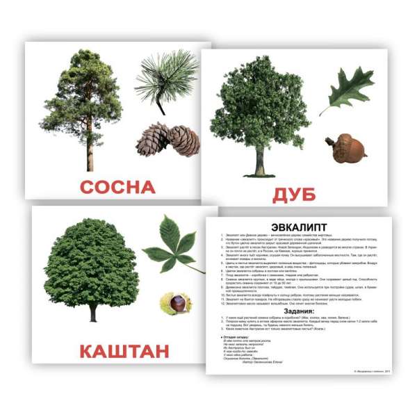 Карточки Домана с фактами. Деревья  